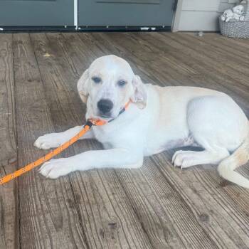 Hound and Labrador Retriever Dogs Available for Adoption in Oswego, Illinois - Foster Bella! | PetCurious