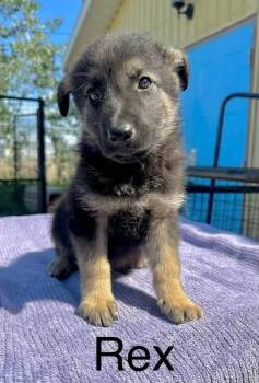 Rex -  Shepherd Dog for Adoption in Yellowknife, Northwest Territories - Rex | PetCurious