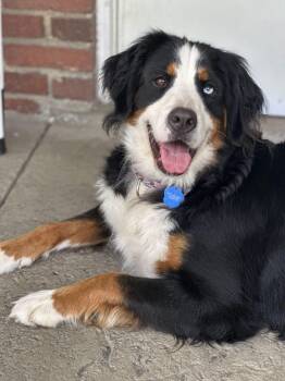 Isla -  Bernese Mountain Dog Dog for Adoption in Pittsburgh, Pennsylvania - Isla | PetCurious