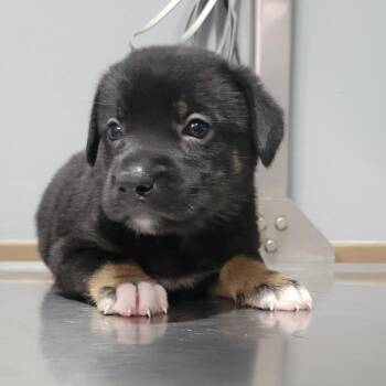 (Found) Aspen -  Rottweiler and Mixed Breed Dog for Adoption in Cabot, Arkansas - (Found) Aspen | PetCurious