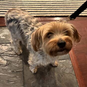 Mixed Breed Dogs Available for Adoption - Tod | PetCurious