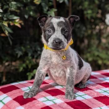 Cattle Dog and Mixed Breed Dogs Available for Adoption - Ozark 01-2939 | PetCurious