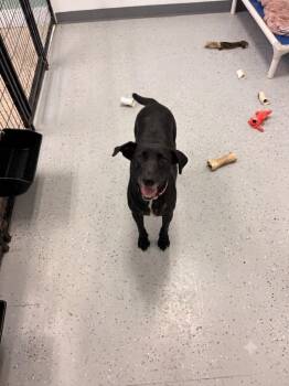 Kennedy -  Labrador Retriever and Mixed Breed Dog for Adoption in Heber City, Utah - Kennedy | PetCurious