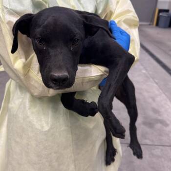 Miracle -  Mixed Breed Dog for Adoption in Las Cruces, New Mexico - Miracle | PetCurious