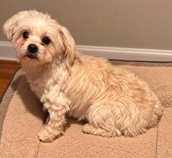 NORRI -  Maltese Dog for Adoption in Grand Prairie, Texas - NORRI | PetCurious