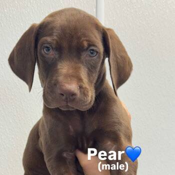 Rescue Chocolate Labrador Retriever Dogs for Adoption in Los Angeles, California - Pear A2245380 | PetCurious