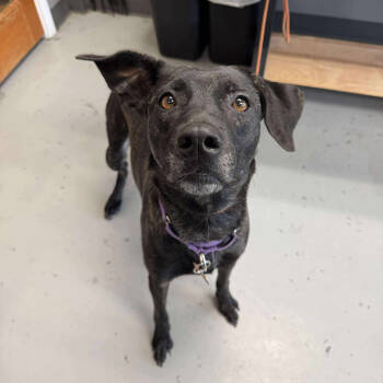 Rescue Mixed Breed Dogs for Adoption in Bend, Oregon - Jeannie | PetCurious