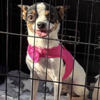 Polo -  Chihuahua and Mixed Breed Dog for Adoption in Phoenix, Maryland - Polo | PetCurious