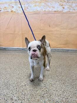 PINKY -  French Bulldog Dog for Adoption in Doral, Florida - PINKY | PetCurious