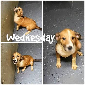 Wednesday -  Dachshund Dog for Adoption in Saint James, Missouri - Wednesday | PetCurious