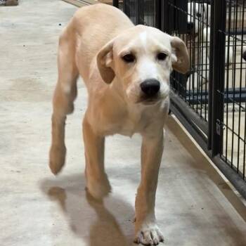 Butterscotch -  Labrador Retriever and Pit Bull Terrier Dog for Adoption in San Saba, Texas - Butterscotch | PetCurious
