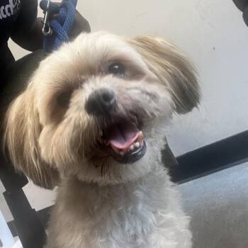 Mixed Breed Dogs Available for Adoption - Chase | PetCurious