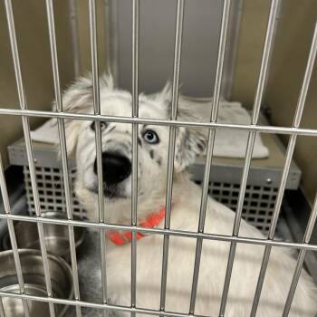 Bluey -  Australian Shepherd and Great Pyrenees Dog for Adoption in Durango, Colorado - Bluey | PetCurious