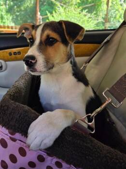 Rescue Mixed Breed Dogs for Adoption in Conroe, Texas - Dutch | PetCurious