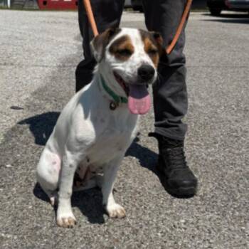 Beagle and Retriever Dogs Available for Adoption in Erie, Pennsylvania - Denice | PetCurious