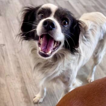 Tiki -  Terrier and Mixed Breed Dog for Adoption in Green Bay, Wisconsin - Tiki | PetCurious