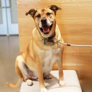 Jericho -  Retriever and Mixed Breed Dog for Adoption in Atlanta, Georgia - Jericho | PetCurious