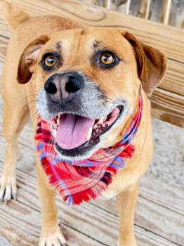 Baxter -  Mixed Breed Dog for Adoption in Muskegon, Michigan - Baxter | PetCurious