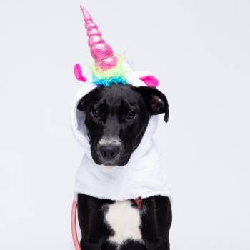 Rescue Pit Bull Terrier Dogs for Adoption in Columbia, South Carolina - Hocus | PetCurious