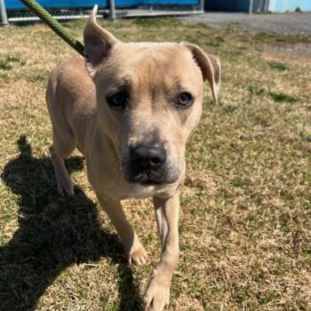 Rescue Pit Bull Terrier and Mixed Breed Dogs for Adoption in Jefferson City, Tennessee - Sandy | PetCurious