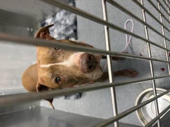 Pit Bull Terrier and Mixed Breed Dogs Available for Adoption in Dallas, Texas - PHAT DADDY | PetCurious