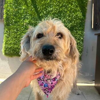 Judy -  Mixed Breed Dog for Adoption in Los Angeles, California - Judy | PetCurious