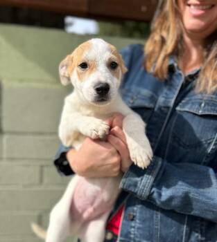 Shepherd and Mixed Breed Dogs Available for Adoption - Colt | PetCurious