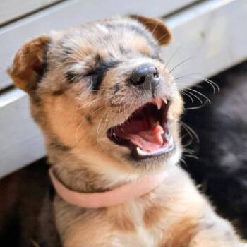 Tortilla -  Mixed Breed Dog for Adoption in West Olive, Michigan - Tortilla | PetCurious