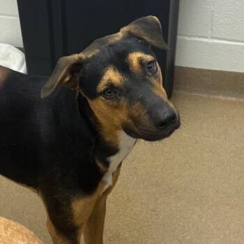 Pepa -  Terrier and Mixed Breed Dog for Adoption in Corpus Christi, Texas - Pepa | PetCurious