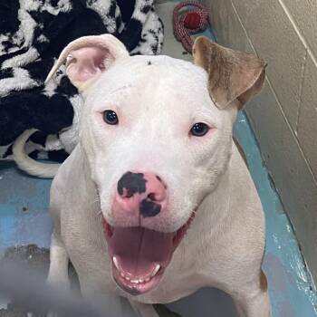 Sporticus -  Mixed Breed Dog for Adoption in Charleston, West Virginia - Sporticus | PetCurious