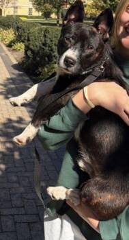 Porky -  Corgi Dog for Adoption in South Bend, Indiana - Porky | PetCurious