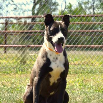 American Staffordshire Terrier Dogs Available for Adoption in Wharton, Texas - Ashton | PetCurious