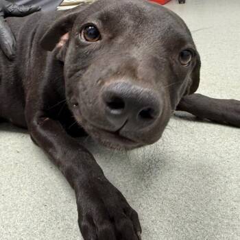 Soju -  Dachshund and Mixed Breed Dog for Adoption in Abilene, Texas - Soju | PetCurious