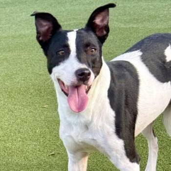Morgan -  Mixed Breed Dog for Adoption in Largo, Florida - Morgan | PetCurious