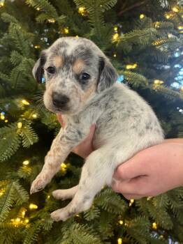 Rescue Hound Dogs for Adoption in Spring Hill, Tennessee - Paul Anka | PetCurious