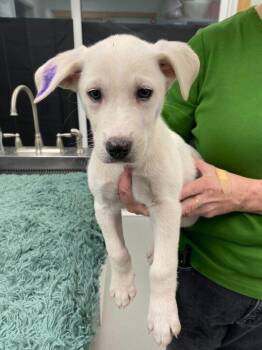 Rescue Labrador Retriever and Husky Dogs for Adoption in Driggs, Idaho - Dancer | PetCurious