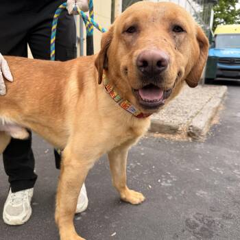 Labrador Retriever Dogs Available for Adoption in Philadelphia, Pennsylvania - Aegon | PetCurious