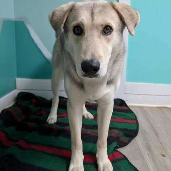 Shepherd Dogs Available for Adoption in Jefferson City, Tennessee - Tristan | PetCurious