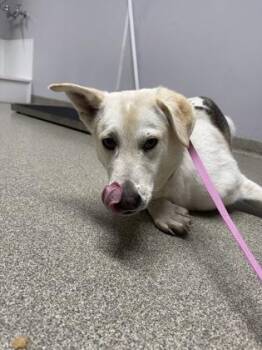 Jade -  German Shepherd Dog and Mixed Breed Dog for Adoption in Pequot Lakes, Minnesota - Jade | PetCurious