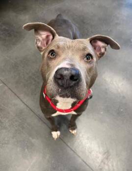 Pit Bull Terrier and Mixed Breed Dogs Available for Adoption - IRMA | PetCurious