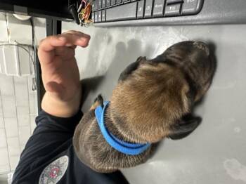 Rescue Mixed Breed Dogs for Adoption in Dallas, Texas - A1254528 | PetCurious