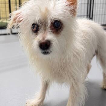 Mixed Breed Dogs Available for Adoption in Henderson, Kentucky - Betty White | PetCurious