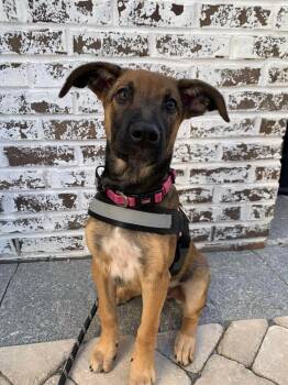 German Shepherd Dog and Mixed Breed Dogs Available for Adoption - CARLEY (GA) | PetCurious