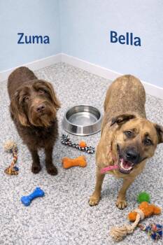 Labradoodle and Shepherd Dogs Available for Adoption - Zuma & Bella | PetCurious