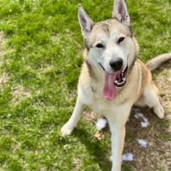 Martian -  Husky and Mixed Breed Dog for Adoption in Bristol, Indiana - Martian | PetCurious