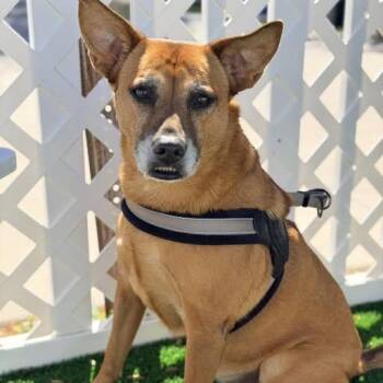 Shepherd and Black Mouth Cur Dogs Available for Adoption - Brandy | PetCurious