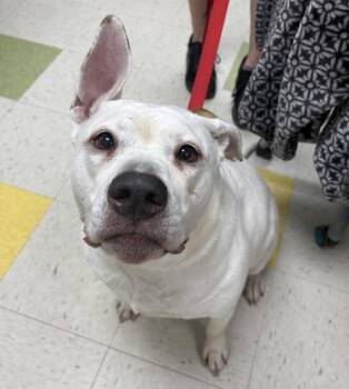 Pit Bull Terrier Dogs Available for Adoption in Sioux City, Iowa - Bean | PetCurious