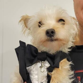 Emory -  Yorkshire Terrier and Poodle Dog for Adoption in Rossville, Georgia - Emory | PetCurious