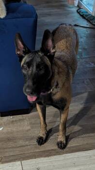 Belgian Shepherd Malinois Dogs Available for Adoption in Houston, Texas - Osa | PetCurious