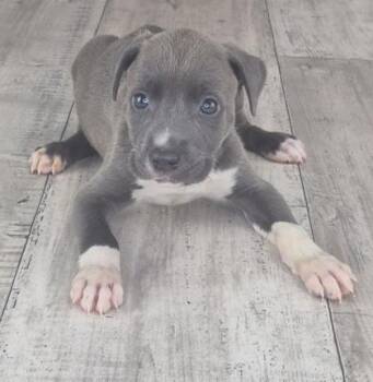 Mixed Breed Dogs Available for Adoption in Shreveport, Louisiana - Bacon | PetCurious
